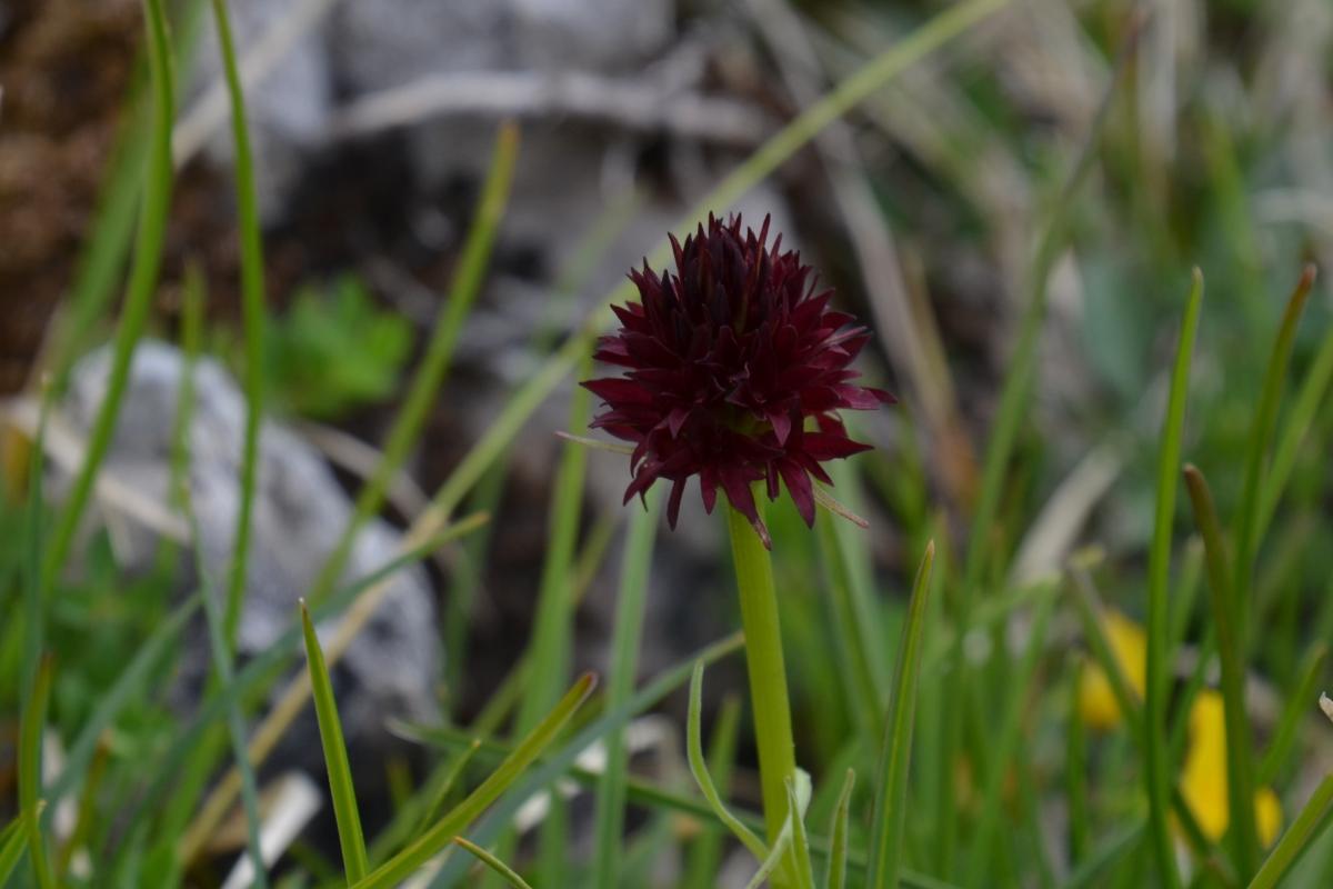 Rosengarten 01.07.2020